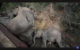 Main image for Tragedy in Sri Lanka: Passenger Train Collision Kills Six Elephants from Wild Herd