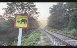 Tragedy in Sri Lanka: Passenger Train Collision Kills Six Elephants from Wild Herd