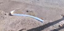 Main image for Seaside Visitors were shocked to find a rarely seen oarfish swimming in the shallow waters of Mexico.