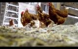 Eggs Prices Soar as Georgia Farmer Limits Sales Amid Bird Flu Crisis and Supply Chain