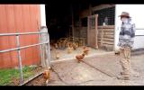 Main image for Eggs Prices Soar as Georgia Farmer Limits Sales Amid Bird Flu Crisis and Supply Chain