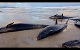 Main image for Watch as more than 150 False Killer Whales Stranded in Tasmania, Rescue Effort Underway.