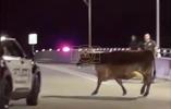 Cow on the loose causes chaos on Florida interstate