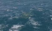Main image for Thousands of Dolphins Spotted in Massive Rare 'Super Pod' Off California Coast