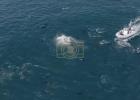 Thousands of Dolphins Spotted in Massive Rare 'Super Pod' Off California Coast