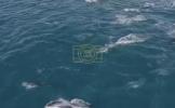 Thousands of Dolphins Spotted in Massive Rare 'Super Pod' Off California Coast