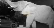 Main image for Parade of Wild Animals Turns Driveway into Safari Park