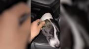 Dog Miraculously Dodges Traffic, Rescued from Busy Highway