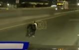 Main image for Dog Miraculously Dodges Traffic, Rescued from Busy Highway
