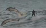 Main image for Surfers Share Waves with Dolphins in Jaw-Dropping Moment