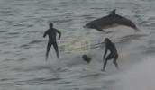 Surfers Share Waves with Dolphins in Jaw-Dropping Moment