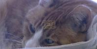 Main image for Bird Flu Hits NYC Cats &ndash; Health Officials Warn Pet Owners to Stay Vigilant