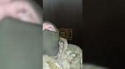 Main image for Russians caught after sneaking through 9-mile gas pipeline to ambush Ukraine troops