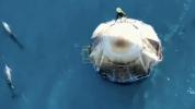 Main image for Dolphins Welcome SpaceX Crew-9 Dragon Spacecraft off coast of Florida after Splashdown