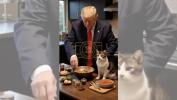 Main image for Donald Trump Cooks a Special Meal for His cat
