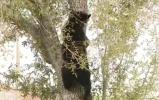 Main image for Bear Climbs Tree Outside Florida Middle School