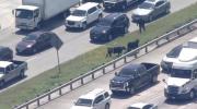 Main image for Authorities Scramble To Round Up Cows Who Causes Chaos on Houston.