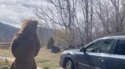 Main image for North Carolina Man Scares Off Real-Life Black Bear by Wearing a Bear Costume.