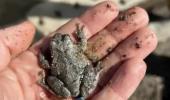 Main image for Long Island Digs 'Frog Tunnel' to Save Amphibians