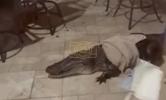 Main image for Louisiana Deputies Take Down 9-foot Gator in Home