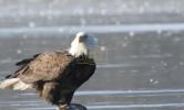 Rare Bird Sightings Soar in Brooklyn
