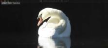 Main image for Rare Bird Sightings Soar in Brooklyn