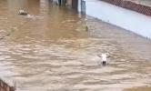 Main image for Raging Floods Sweep Away Cattle Herds in Brazil