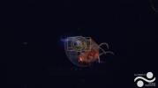 Main image for Rare Footage of Colossal Squid Captured for the First Time in Deep South Atlantic.