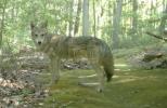 Main image for Coyote Howls Haunt the Bronx Leaves Sleepless Nights for Residents.