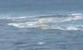 Main image for Shark Attack Off Haifa Coast: Diver Missing and Feared Dead in Massive Search.