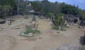 Main image for San Diego Zoo Elephants Shield Calves During Earthquake.
