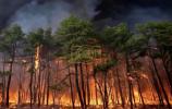 Main image for New Jersey Business Destroyed by Raging Jone Road Wildfire.