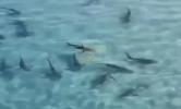 Main image for Dozens of Sharks Spotted After Deadly Attack of an Israeli Swimmer in Ashkelon. 
