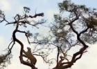 Main image for Leopard's Jaw-Dropping Mid-Air Attack on Monkey Caught on Camera.