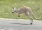 Main image for Runaway Kangaroo Halts Traffic on Alabama Interstate.