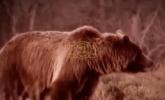 Main image for Bear Attack Survivor Rudy Noorlander Recalls Brutal Grizzly Encounter: "I Knew My Jaw Was Gone"