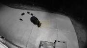 Main image for Mama Bear & Cubs Make Themselves at Home in North Carolina Neighborhood. 