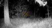 Main image for Sneaky Coyote Stuns Bear in Unexpected Forest Encounter.