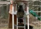 Main image for Bear Takes Wild Ride Down Backyard Slide in Hilarious Video.