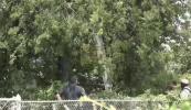 Main image for Man Facing Deportation Hides in Tree for Hours.