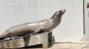 Main image for Scientist Surprised by Ronan the Sea Lion Bops to the Beat.