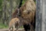 Main image for The Bronx Zoo Celebrates New Bison Calf Born on Earth Day.