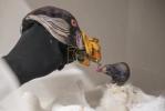 Main image for Bronx Zoo Celebrates First King Vulture Chick Hatch in 50 Years