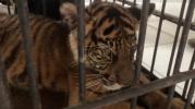 Main image for Rare Sumatran Tiger Cub Born in Indonesia is Offering Hope for Species' Survival.