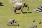 Main image for Baby Elephant Takes a Tumble, Then Returns Back to Mom Like a Clumsy Toddler.