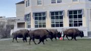Main image for Residents Stunned as Bison Roams Through Town.