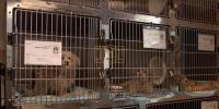 Main image for 11 Neglected Dogs Found in NJ Park.