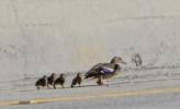 Main image for Baby Ducks Rescued After Getting Stranded on 91 Freeway in Riverside