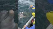 Main image for Little Boy Befriends Playful Dolphin Off Perth Coast.