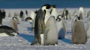 Baby Penguins Battle Fierce Storm.